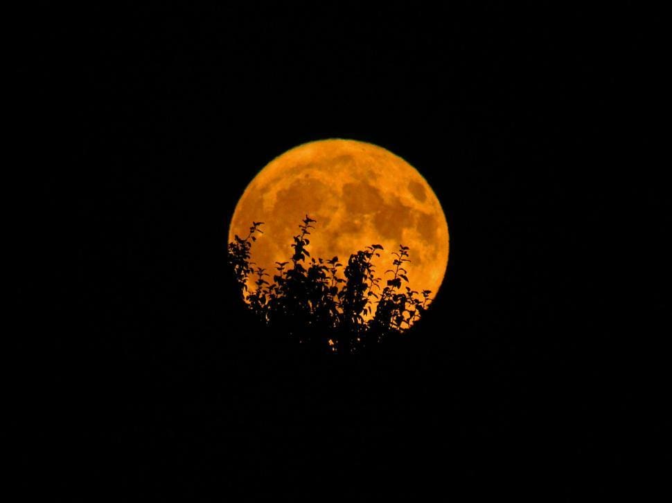 full-moon-rising-behind-silhouetted-foliage