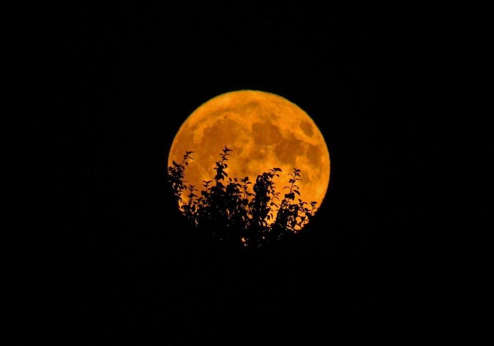 full-moon-rising-behind-silhouetted-foliage